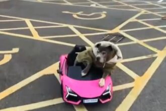 A blue Staffordshire Bull Terrier named Leah went viral after cruising a McDonald’s drive thru in a pink Lamborghini, enjoying hash browns for her 16th birthday treat.