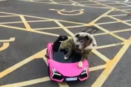 A blue Staffordshire Bull Terrier named Leah went viral after cruising a McDonald’s drive thru in a pink Lamborghini, enjoying hash browns for her 16th birthday treat.