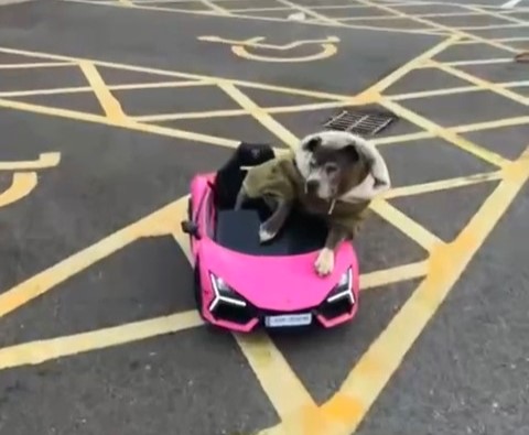 A blue Staffordshire Bull Terrier named Leah went viral after cruising a McDonald’s drive thru in a pink Lamborghini, enjoying hash browns for her 16th birthday treat.