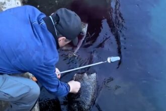 A giant 11lb sea slug caught off South Korea has gone viral with over 20 million views, stunning viewers with its size and odd appearance before being safely released.
