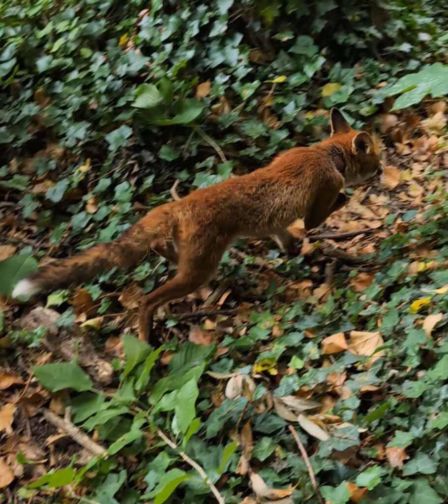 An RSPCA officer freed a distressed fox trapped between garden posts in Eccles using a car jack. The lucky animal escaped with minor grazes and was released safely.