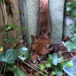 An RSPCA officer freed a distressed fox trapped between garden posts in Eccles using a car jack. The lucky animal escaped with minor grazes and was released safely.