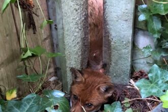 An RSPCA officer freed a distressed fox trapped between garden posts in Eccles using a car jack. The lucky animal escaped with minor grazes and was released safely.
