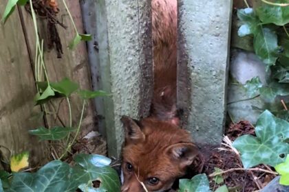 An RSPCA officer freed a distressed fox trapped between garden posts in Eccles using a car jack. The lucky animal escaped with minor grazes and was released safely.