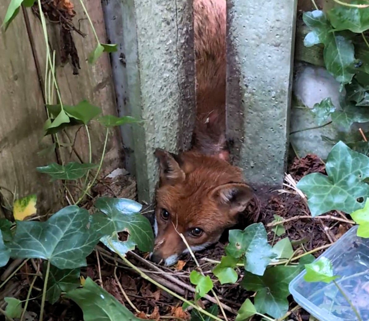 An RSPCA officer freed a distressed fox trapped between garden posts in Eccles using a car jack. The lucky animal escaped with minor grazes and was released safely.