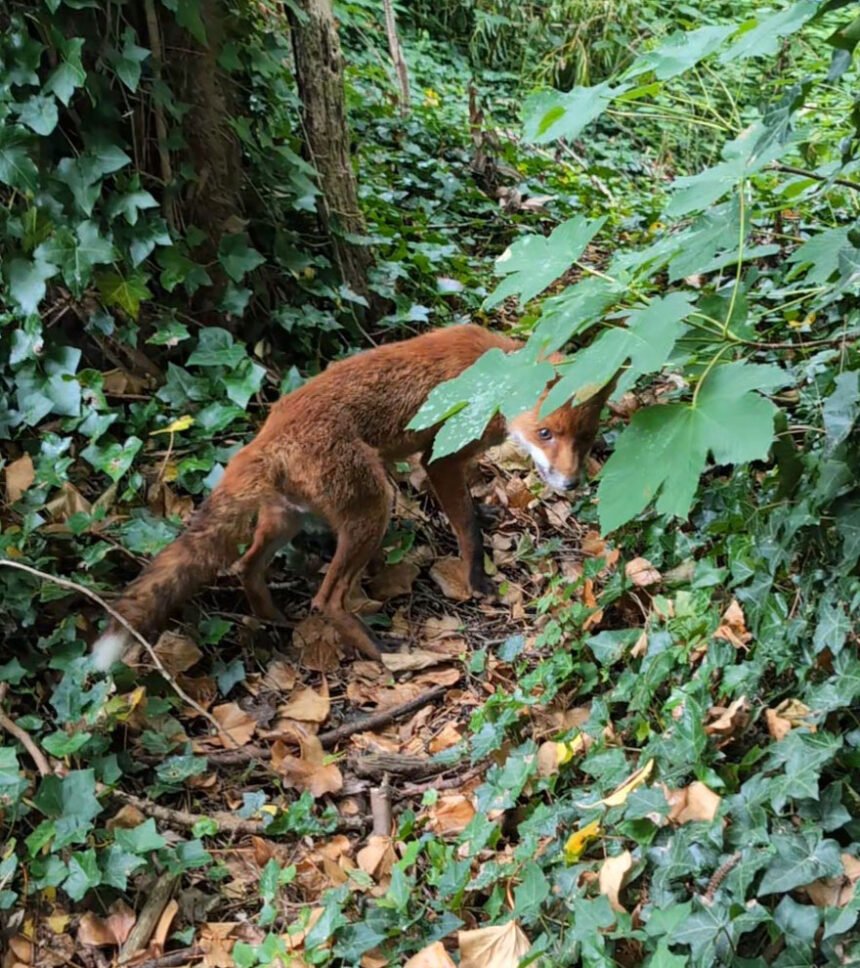 Frantic fox freed after getting head wedged between posts - What's The Jam