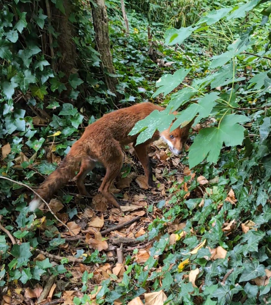 An RSPCA officer freed a distressed fox trapped between garden posts in Eccles using a car jack. The lucky animal escaped with minor grazes and was released safely.