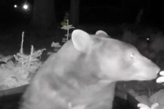 Bear caught on Ring camera cooling off in kids’ paddling pool before strolling back into Tahoe National Forest as California homeowner shares amazing backyard encounter.