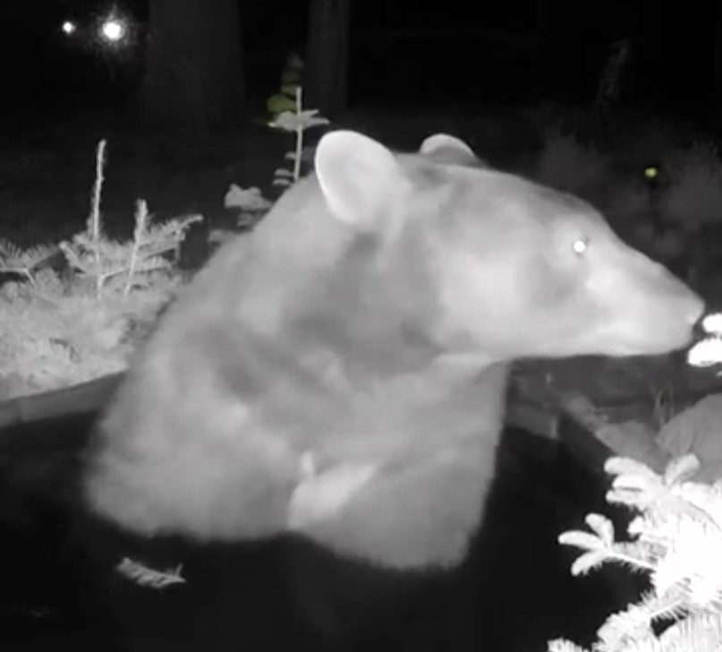 Bear caught on Ring camera cooling off in kids’ paddling pool before strolling back into Tahoe National Forest as California homeowner shares amazing backyard encounter.