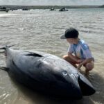 A rare 300lb Atlantic bluefin tuna worth £60,000 washed up dead on Rock Beach in Cornwall, just yards from Gordon Ramsay’s home, after thrashing in shallow waters.