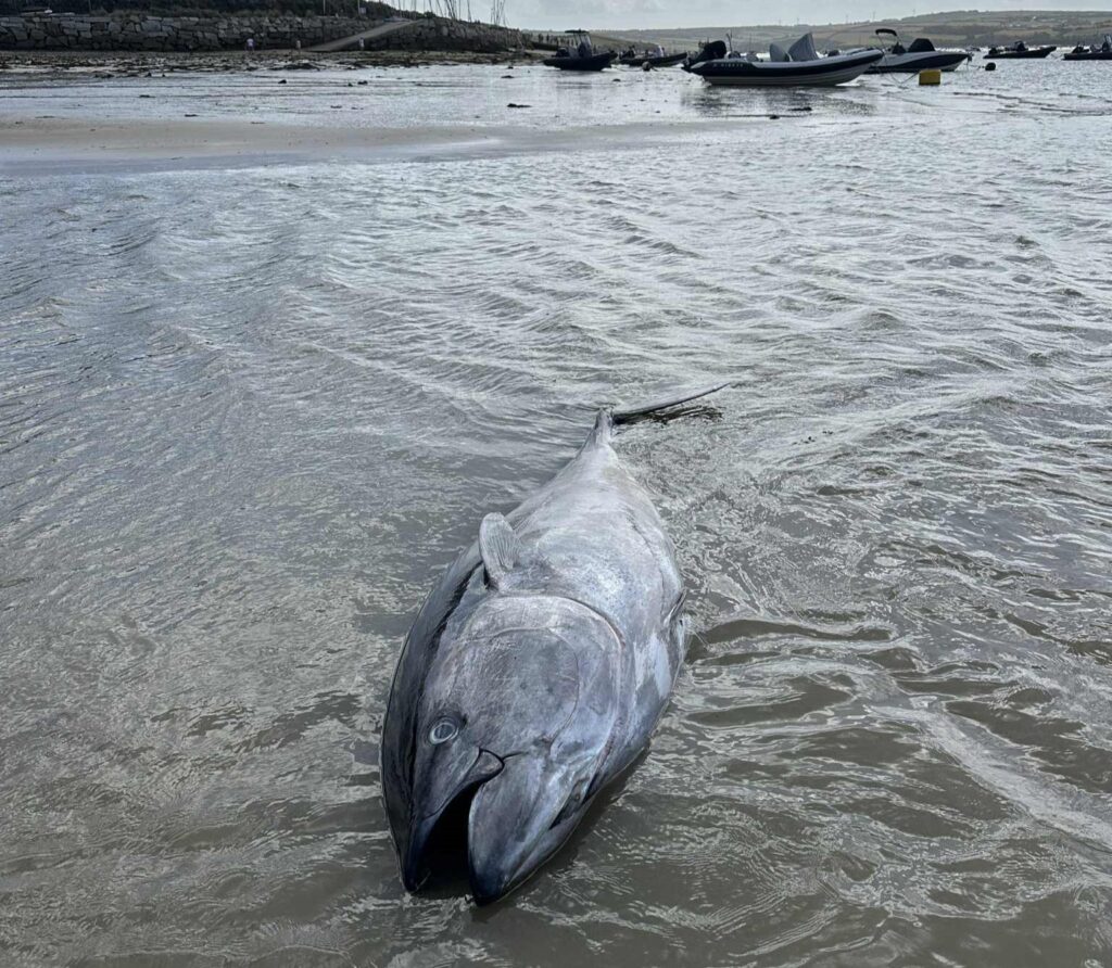 A rare 300lb Atlantic bluefin tuna worth £60,000 washed up dead on Rock Beach in Cornwall, just yards from Gordon Ramsay’s home, after thrashing in shallow waters.