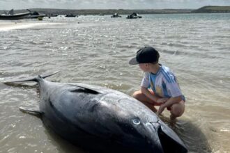 A rare 300lb Atlantic bluefin tuna worth £60,000 washed up dead on Rock Beach in Cornwall, just yards from Gordon Ramsay’s home, after thrashing in shallow waters.