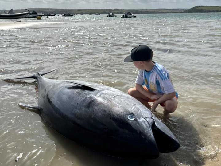 A rare 300lb Atlantic bluefin tuna worth £60,000 washed up dead on Rock Beach in Cornwall, just yards from Gordon Ramsay’s home, after thrashing in shallow waters.
