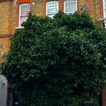 A rare grapefruit tree in Battersea planted in the 1980s by the late Marline Anderson has been given a preservation order after a community campaign to honour her memory.