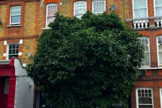 A rare grapefruit tree in Battersea planted in the 1980s by the late Marline Anderson has been given a preservation order after a community campaign to honour her memory.
