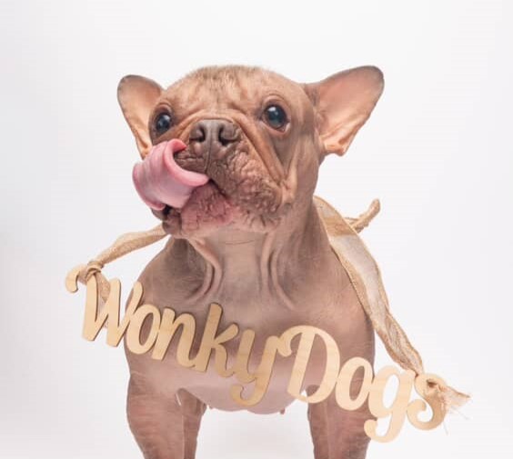 Hairless bulldog Petunia, rescued from neglect, has been crowned the 2025 World’s Ugliest Dog, winning £3,600 and hearts despite health issues caused by unethical breeding.