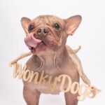Hairless bulldog Petunia, rescued from neglect, has been crowned the 2025 World’s Ugliest Dog, winning £3,600 and hearts despite health issues caused by unethical breeding.