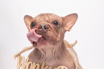 Hairless bulldog Petunia, rescued from neglect, has been crowned the 2025 World’s Ugliest Dog, winning £3,600 and hearts despite health issues caused by unethical breeding.
