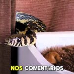 A giant non-venomous snake was found in a baby’s cot in Brazil. The infant was unharmed as experts safely removed and released the rare chicken snake back to the wild.