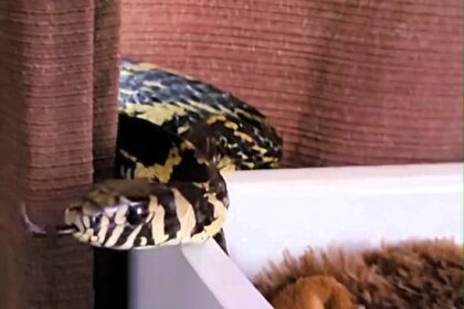A giant non-venomous snake was found in a baby’s cot in Brazil. The infant was unharmed as experts safely removed and released the rare chicken snake back to the wild.