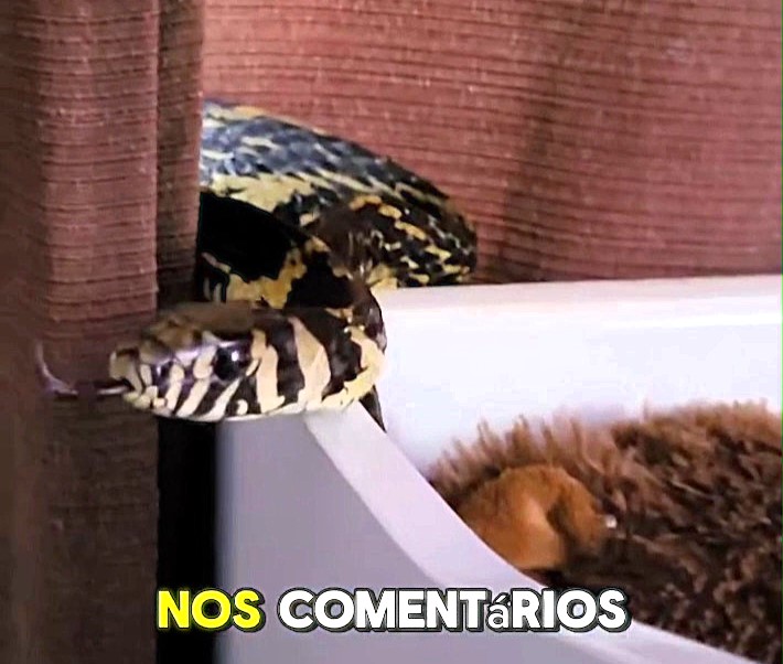 A giant non-venomous snake was found in a baby’s cot in Brazil. The infant was unharmed as experts safely removed and released the rare chicken snake back to the wild.