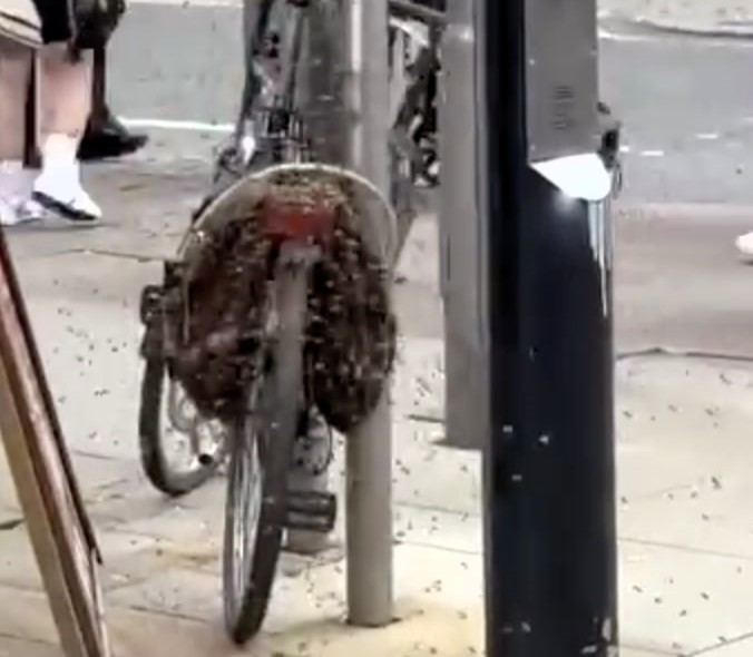 A huge swarm of bees covered a parked bike on Manchester’s Market Street prompting hours long removal by professionals as stunned locals and tourists watched the bizarre scene.