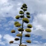 Rare 30ft Agave Americana stuns locals as it blooms on Ramsgate roundabout 5,000 miles from native Mexico - century plant flowers once in 100 years before dying.