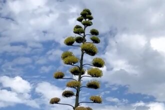 Rare 30ft Agave Americana stuns locals as it blooms on Ramsgate roundabout 5,000 miles from native Mexico - century plant flowers once in 100 years before dying.