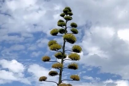 Rare 30ft Agave Americana stuns locals as it blooms on Ramsgate roundabout 5,000 miles from native Mexico - century plant flowers once in 100 years before dying.