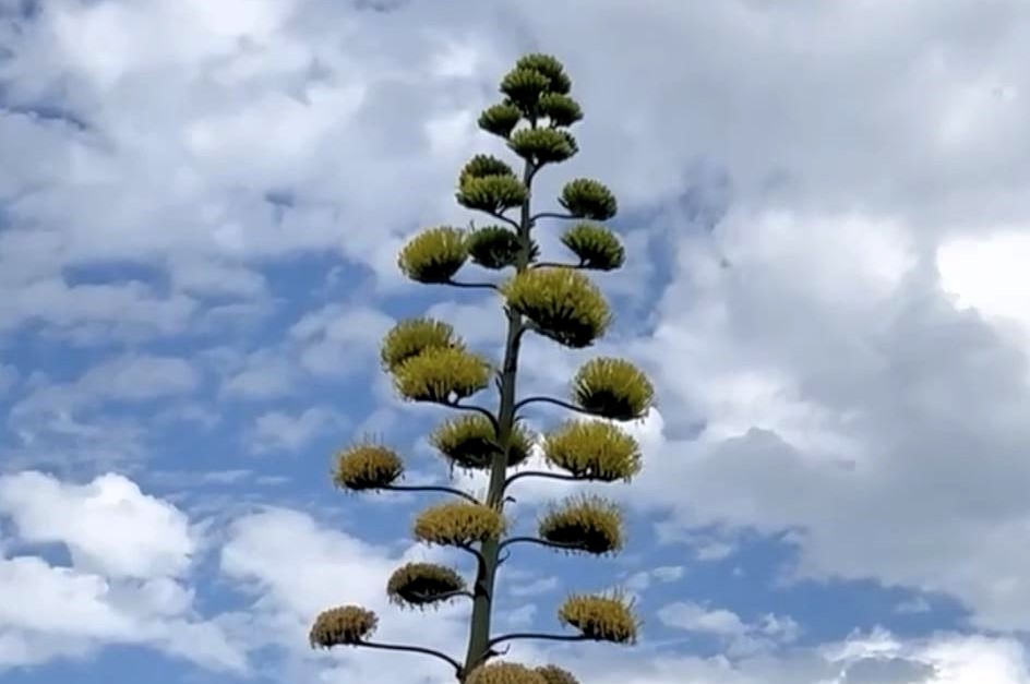 Rare 30ft Agave Americana stuns locals as it blooms on Ramsgate roundabout 5,000 miles from native Mexico - century plant flowers once in 100 years before dying.