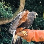A Harris’s hawk caused chaos in a Kent garden prompting three fire crews and an hour long rescue before it was safely returned to its owner after multiple failed attempts.