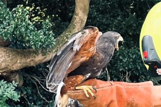 A Harris’s hawk caused chaos in a Kent garden prompting three fire crews and an hour long rescue before it was safely returned to its owner after multiple failed attempts.