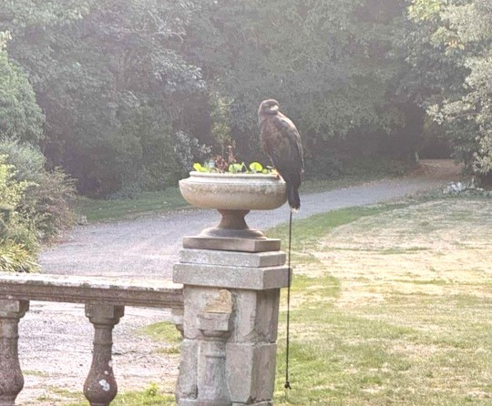 A Harris’s hawk caused chaos in a Kent garden prompting three fire crews and an hour long rescue before it was safely returned to its owner after multiple failed attempts.