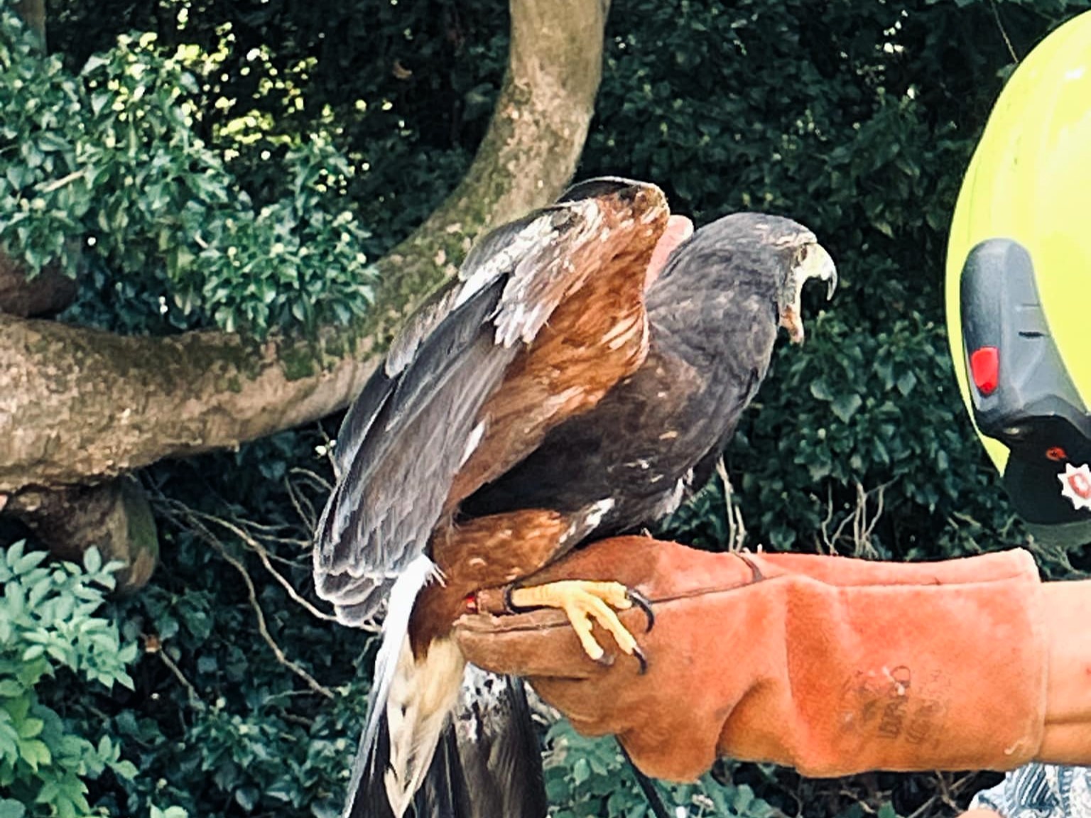 A Harris’s hawk caused chaos in a Kent garden prompting three fire crews and an hour long rescue before it was safely returned to its owner after multiple failed attempts.