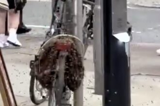 A huge swarm of bees covered a parked bike on Manchester’s Market Street prompting hours long removal by professionals as stunned locals and tourists watched the bizarre scene.