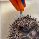 A rescued hoglet enjoyed a warm medicated bath and gentle back scrub at Shelley Hedgehog’s Rescue in Huddersfield. Found abandoned, it will be released back into the wild soon.