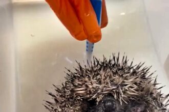 A rescued hoglet enjoyed a warm medicated bath and gentle back scrub at Shelley Hedgehog’s Rescue in Huddersfield. Found abandoned, it will be released back into the wild soon.