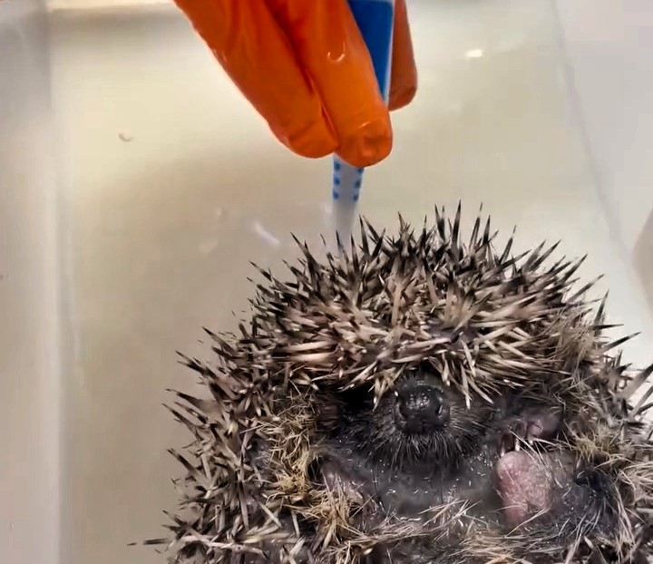 A rescued hoglet enjoyed a warm medicated bath and gentle back scrub at Shelley Hedgehog’s Rescue in Huddersfield. Found abandoned, it will be released back into the wild soon.