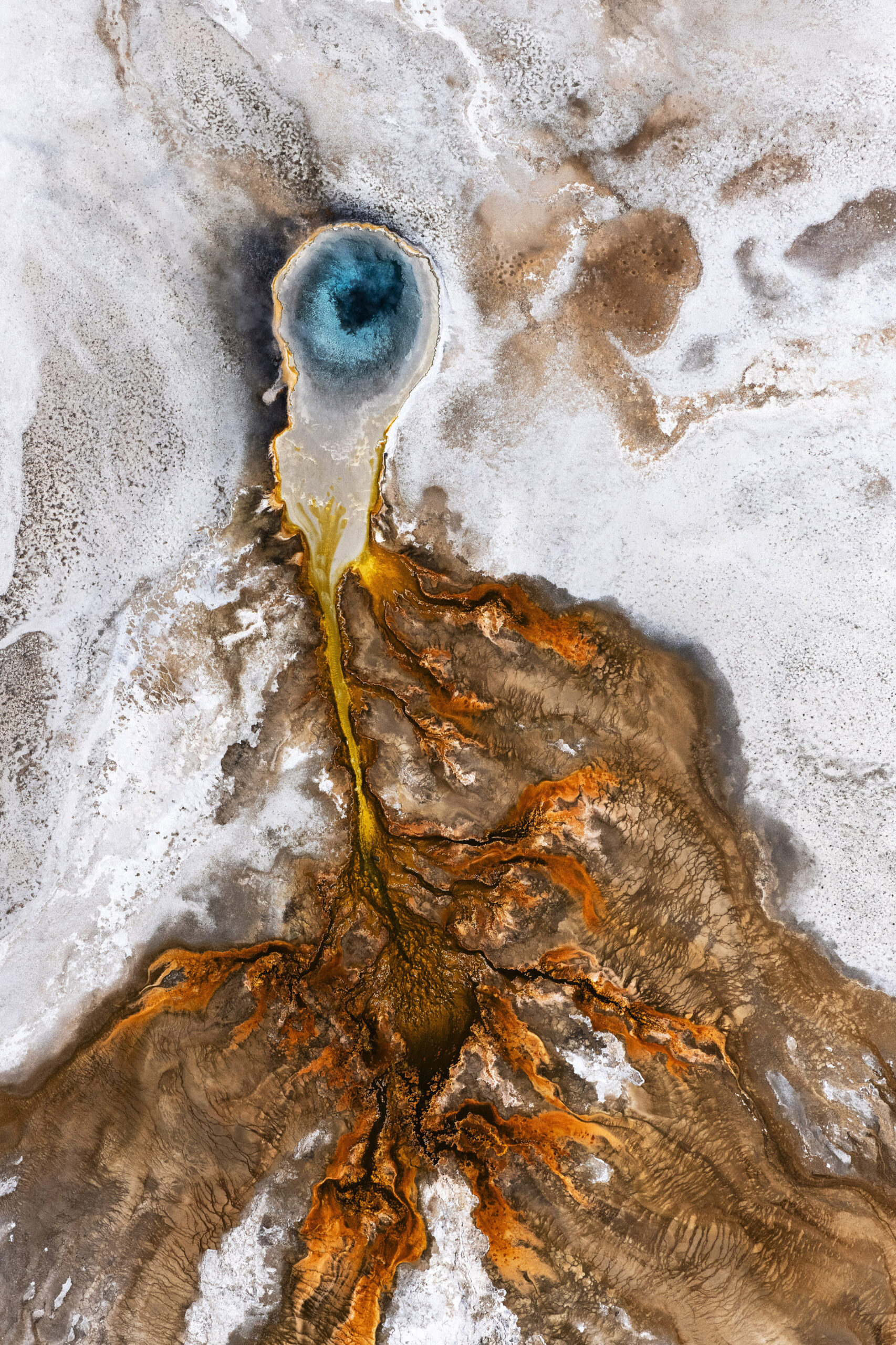 An aerial photo of a spinner shark hunting menhaden fish has won the International Aerial Photographer of the Year Award, showcasing breathtaking marine life from above.