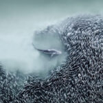 An aerial photo of a spinner shark hunting menhaden fish has won the International Aerial Photographer of the Year Award, showcasing breathtaking marine life from above.