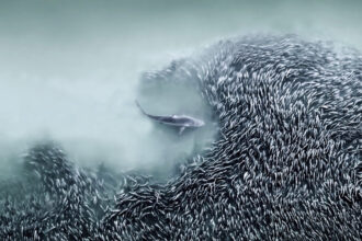 An aerial photo of a spinner shark hunting menhaden fish has won the International Aerial Photographer of the Year Award, showcasing breathtaking marine life from above.