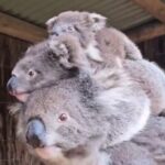 A koala mum amazed zoo visitors by carrying two joeys on her back at once. The rare sight melted hearts and highlighted the strength of wildlife mothers.