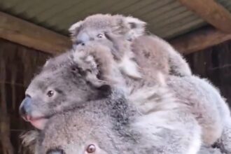 A koala mum amazed zoo visitors by carrying two joeys on her back at once. The rare sight melted hearts and highlighted the strength of wildlife mothers.