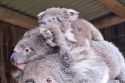 A koala mum amazed zoo visitors by carrying two joeys on her back at once. The rare sight melted hearts and highlighted the strength of wildlife mothers.