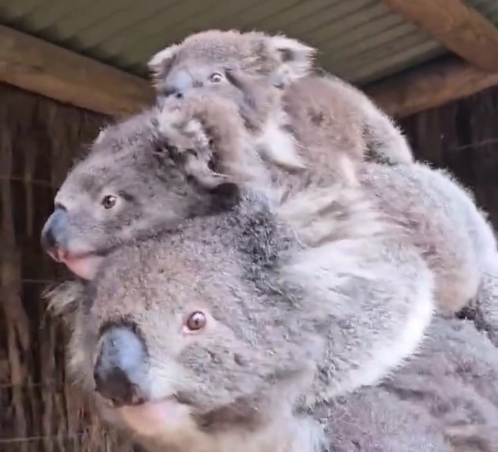 A koala mum amazed zoo visitors by carrying two joeys on her back at once. The rare sight melted hearts and highlighted the strength of wildlife mothers.