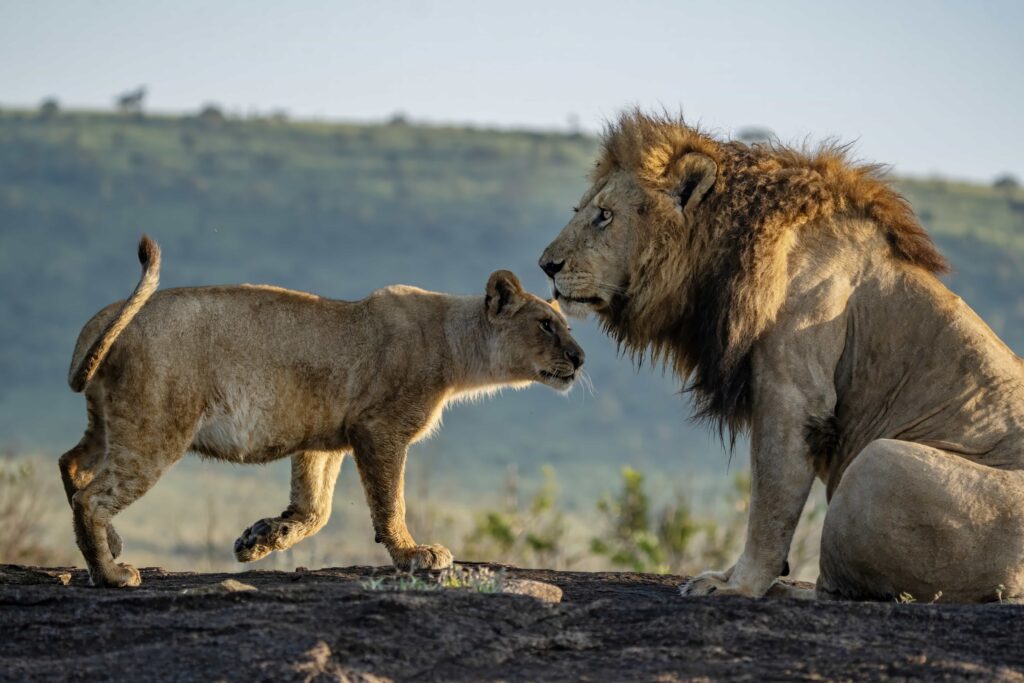 Wildlife photographer captures tender moment as a lion and lioness share a loving embrace in Kenya’s Masai Mara - a heartwarming scene straight out of The Lion King.