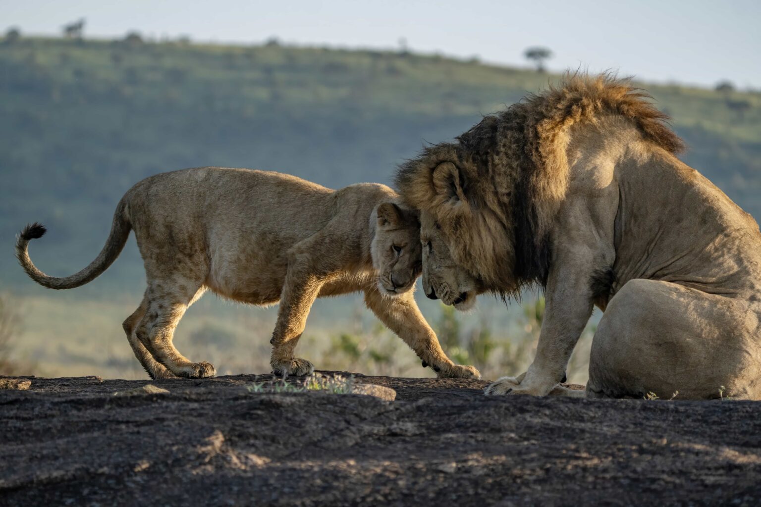 Wildlife photographer captures tender moment as a lion and lioness share a loving embrace in Kenya’s Masai Mara - a heartwarming scene straight out of The Lion King.