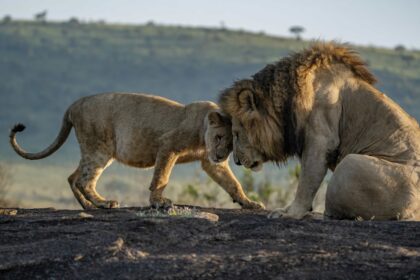 Wildlife photographer captures tender moment as a lion and lioness share a loving embrace in Kenya’s Masai Mara - a heartwarming scene straight out of The Lion King.