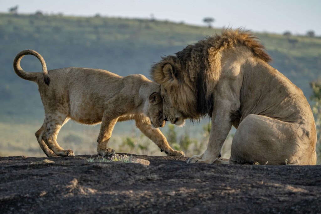 Wildlife photographer captures tender moment as a lion and lioness share a loving embrace in Kenya’s Masai Mara - a heartwarming scene straight out of The Lion King.