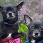 Noel and Liam, a bonded Chihuahua duo named after Oasis stars, seek a calm forever home after 150 days in care, charming all with cuddles, toys and garden zooms.